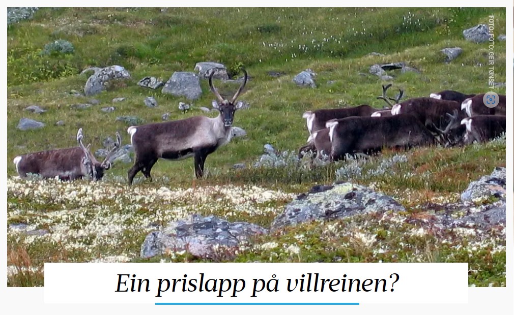 Ein prislapp på villreinen?